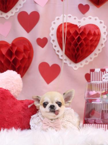 20240223ｍomoちゃん